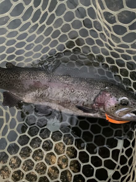 師走の鱒釣りpart1