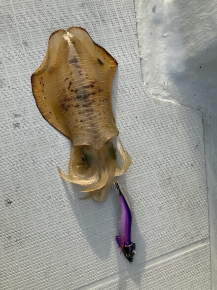 和歌山!ティップラン!