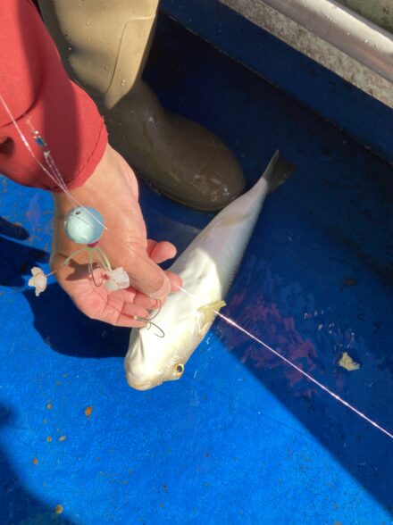 明石！カットウ釣り！