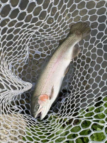 今年最後のエリアトラウト‼️