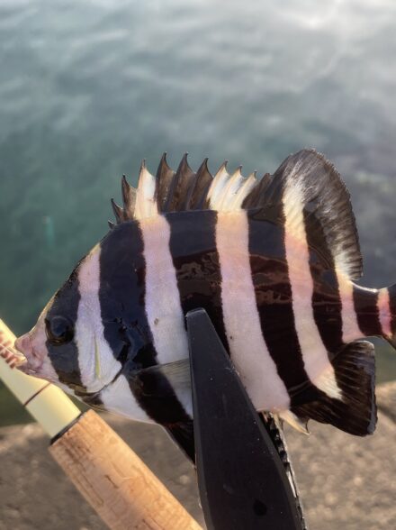 のんびり堤防釣りin三浦半島