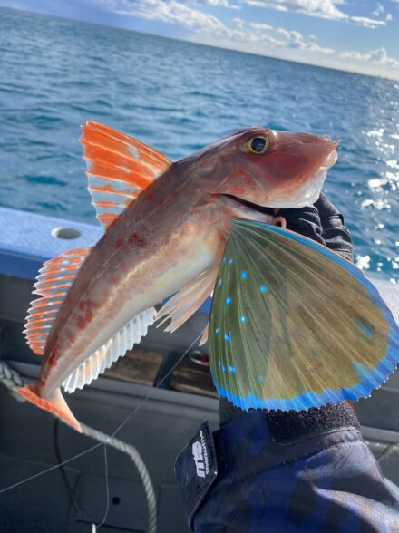 ホウボウジギングin庄三郎