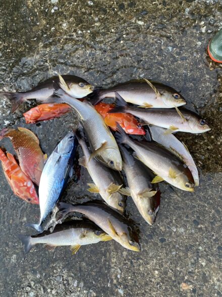 カセ　五目釣りDAY1