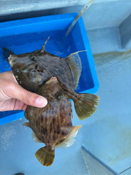 一俊丸 久々に苦戦のカワハギ