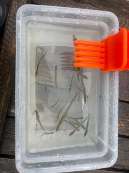 状況一転？ 手漕ぎワカサギ