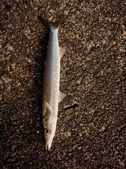 ワカサギとジグ単でカマス