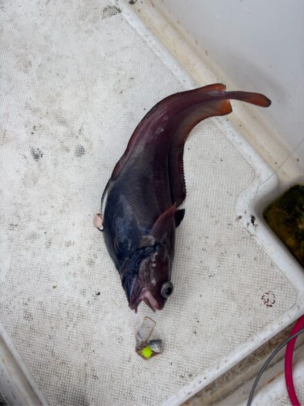 プレジャーで初のアカムツ釣り 今年80魚種！