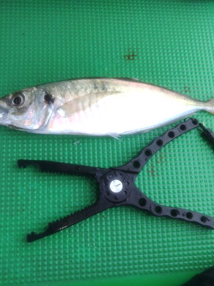 三邦丸さんの早朝便で尺アジ