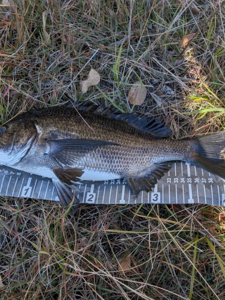 大阪湾岸チニング12月5日