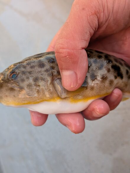 冬の大阪湾フグ釣り12月10日