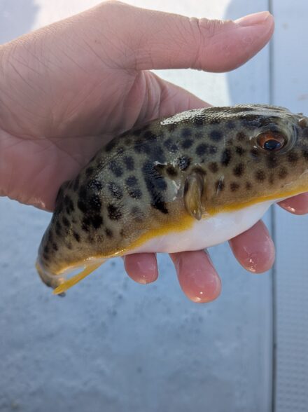 冬の大阪湾フグ釣り12月18日