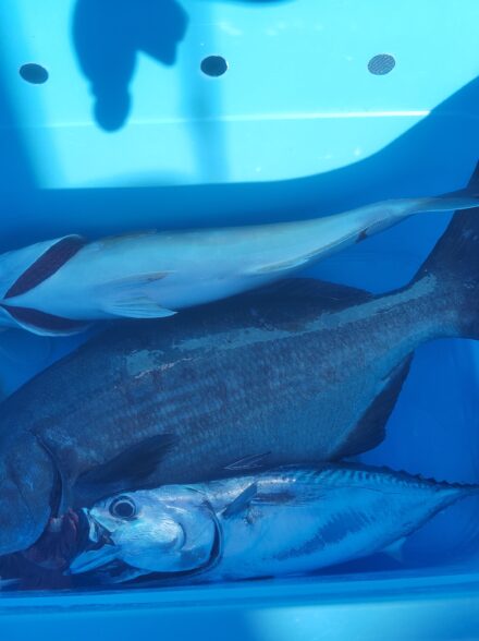 和歌山南紀　アンダーベイト＆のませ釣り