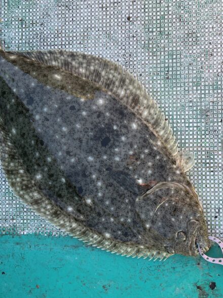 はじめての串本 カセ釣り