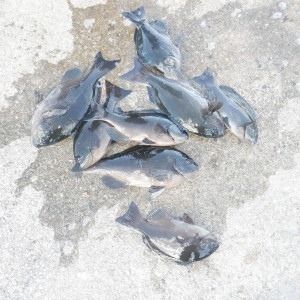 好調継続！串本寒グレ釣行