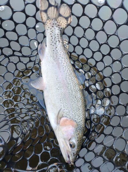 初釣り！ウォルトンガーデン