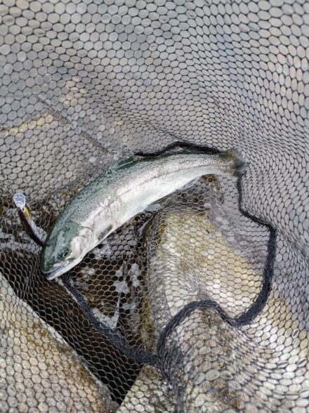 高島の泉でサクラマス狙い