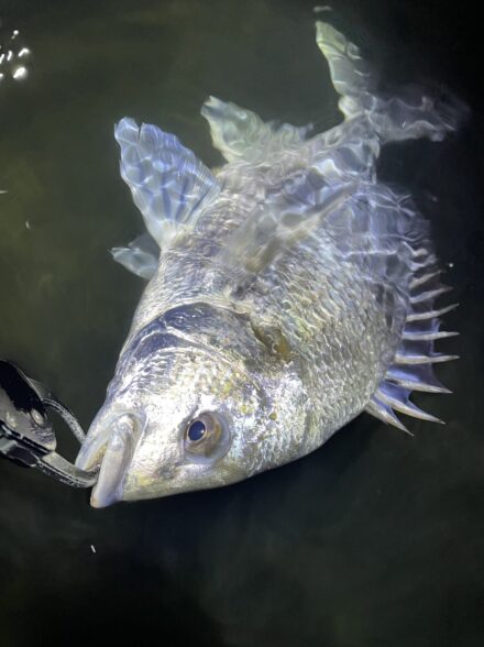 厳寒期のシーバスを求めて