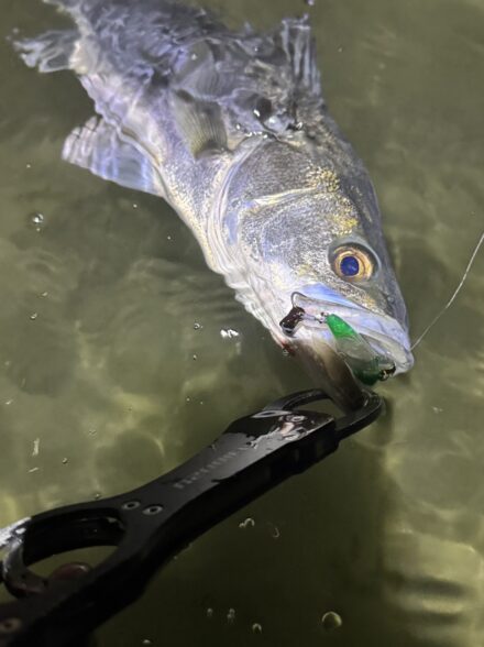 ハゼ食いシーバスを求めて