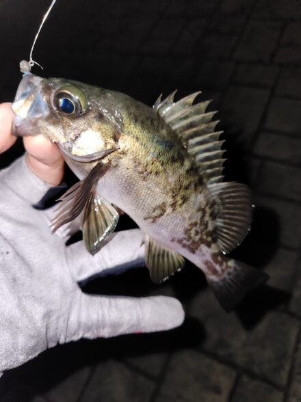 ランガンライトゲーム！