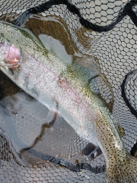 高島の泉でエリアトラウト4