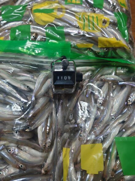 今季3回目ワカサギ釣行、諏訪湖で11束達成