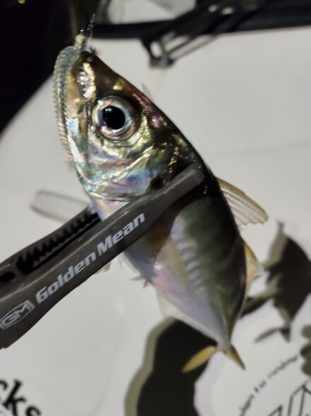 ・ボートアジングin横浜