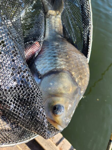 厳しい冬のヘラブナ