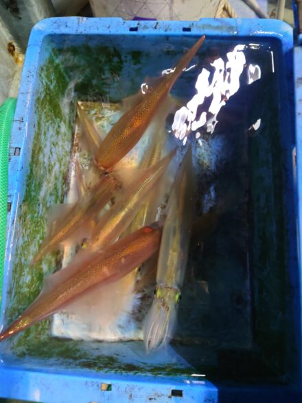 沼津夜イカへin福将丸