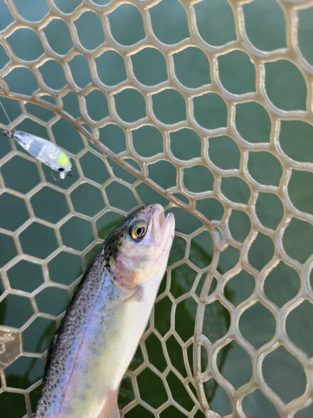 お昼からでも楽しめるエリアトラウト