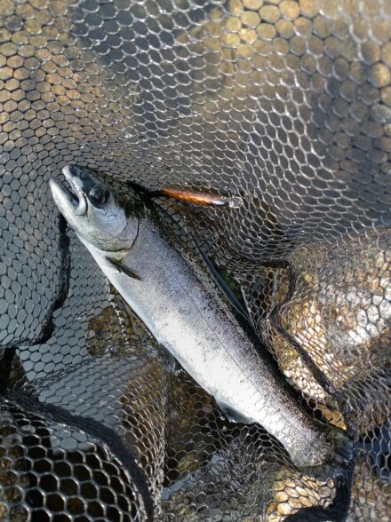 高島の泉でエリアトラウト3