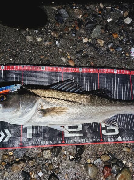 多摩川サヨリパターン