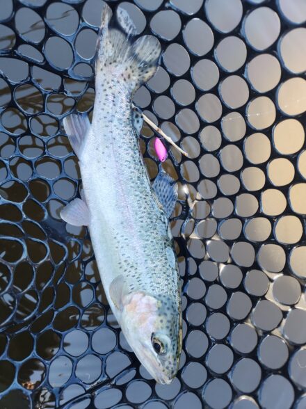 蛍光ピンク祭り inウォルトンガーデン