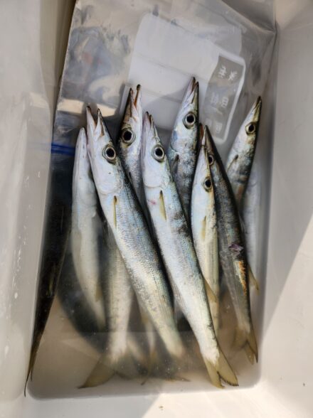 カマス釣りIN和歌山