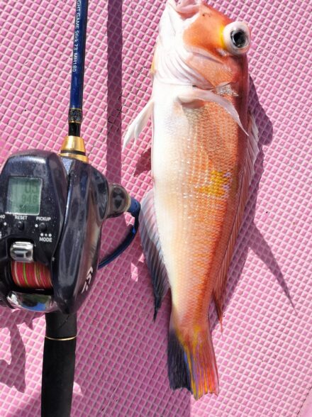 とことんアマダイ３年目！ ２戦目 (１／８・茅ヶ崎沖)、ライトゲームスティック７３ＭＨでツ抜け達成も・・・・