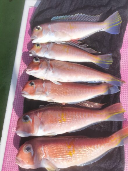 とことんアマダイ３年目！ ４戦目 (１／３０・茅ヶ崎沖)