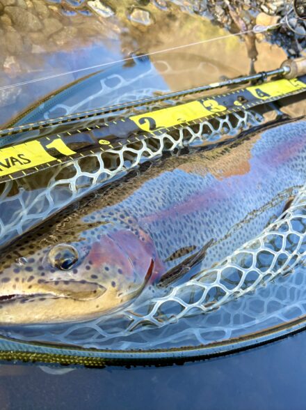 神の流れに新春飾る赤の帯