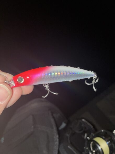 サヨリパターン?利根川シーバス!