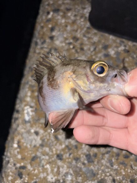 淡路島らいとげーむ