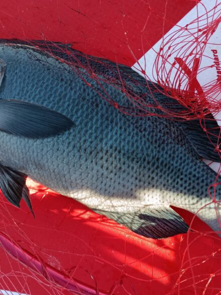 初釣りは串本の磯へ♪