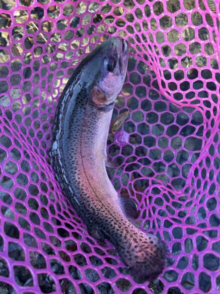 うらたんざわ！！