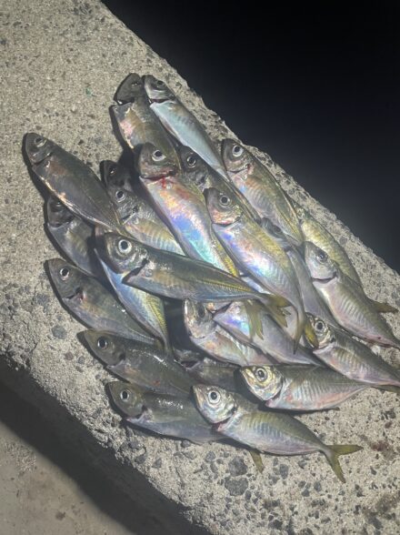 淡路島でアジ爆釣