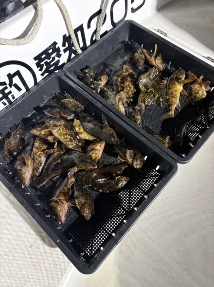 ボートロックフィッシュ！