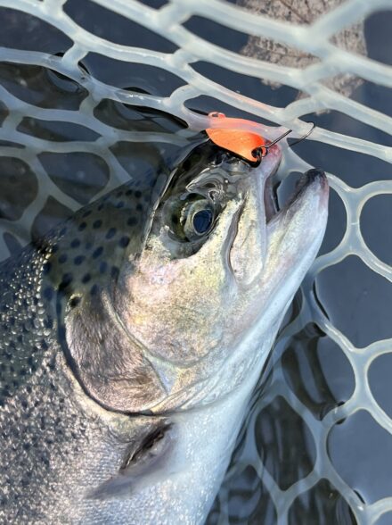 高田釣行便 すそのFP