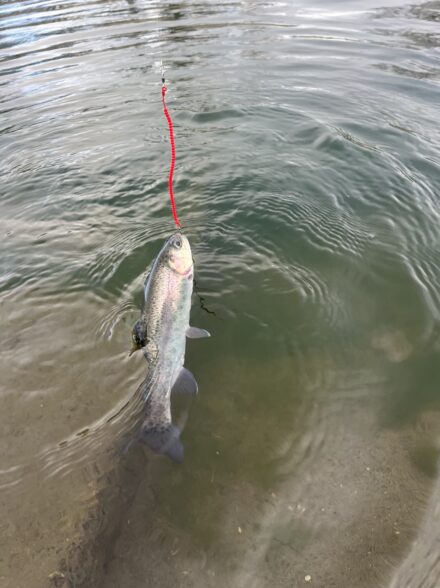 高田釣行便 北方マス釣り場