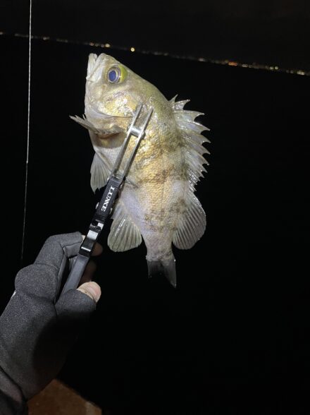 爆風メバリング