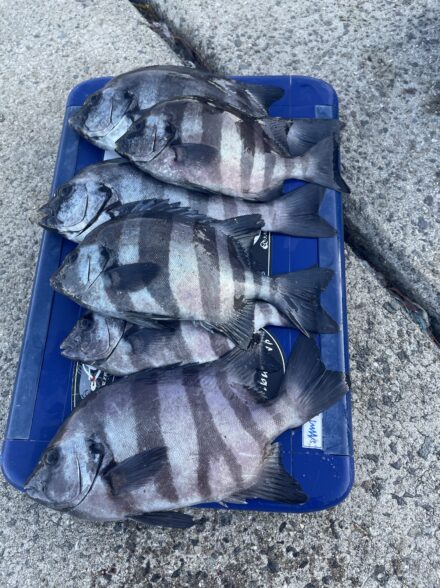 今が旬 サンバソウ釣り@廣田丸さん