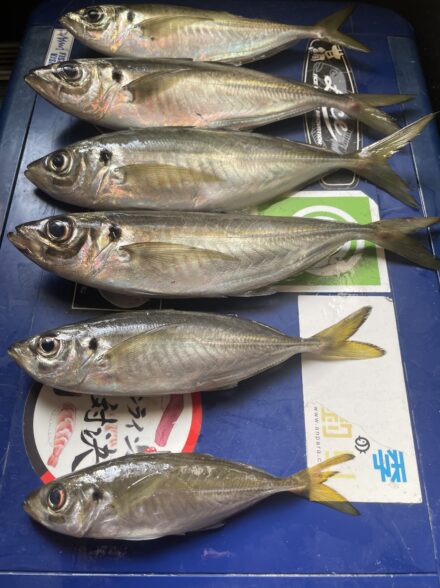 気軽にアジ釣り 鬼アジ@大川丸さん