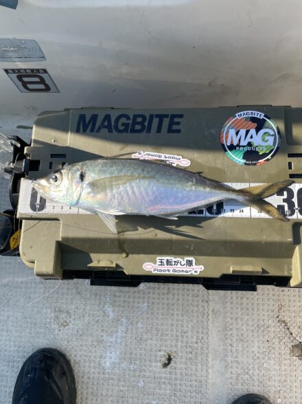 ボートアジング時々バチコン🎣