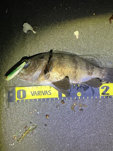 メバリングin三浦半島