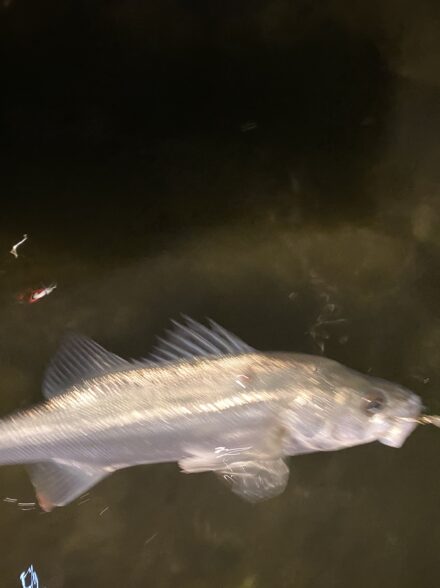 極寒の岡山シーバス